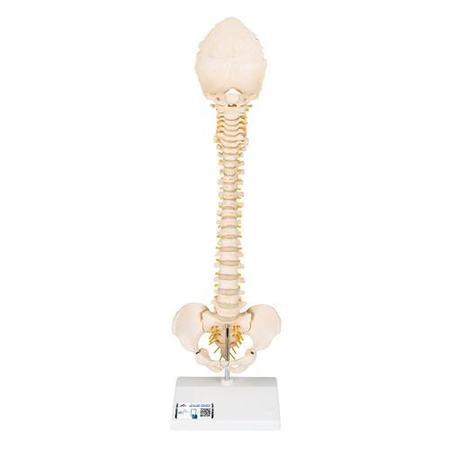 3B SCIENTIFIC Child Vertebral Column - w/ 3B Smart Anatomy 1000118